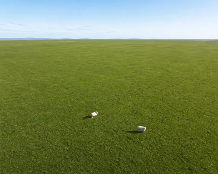 Aerial View of Vast Grassy Plain with Two Sheep generated from a GPT Image 2 prompt